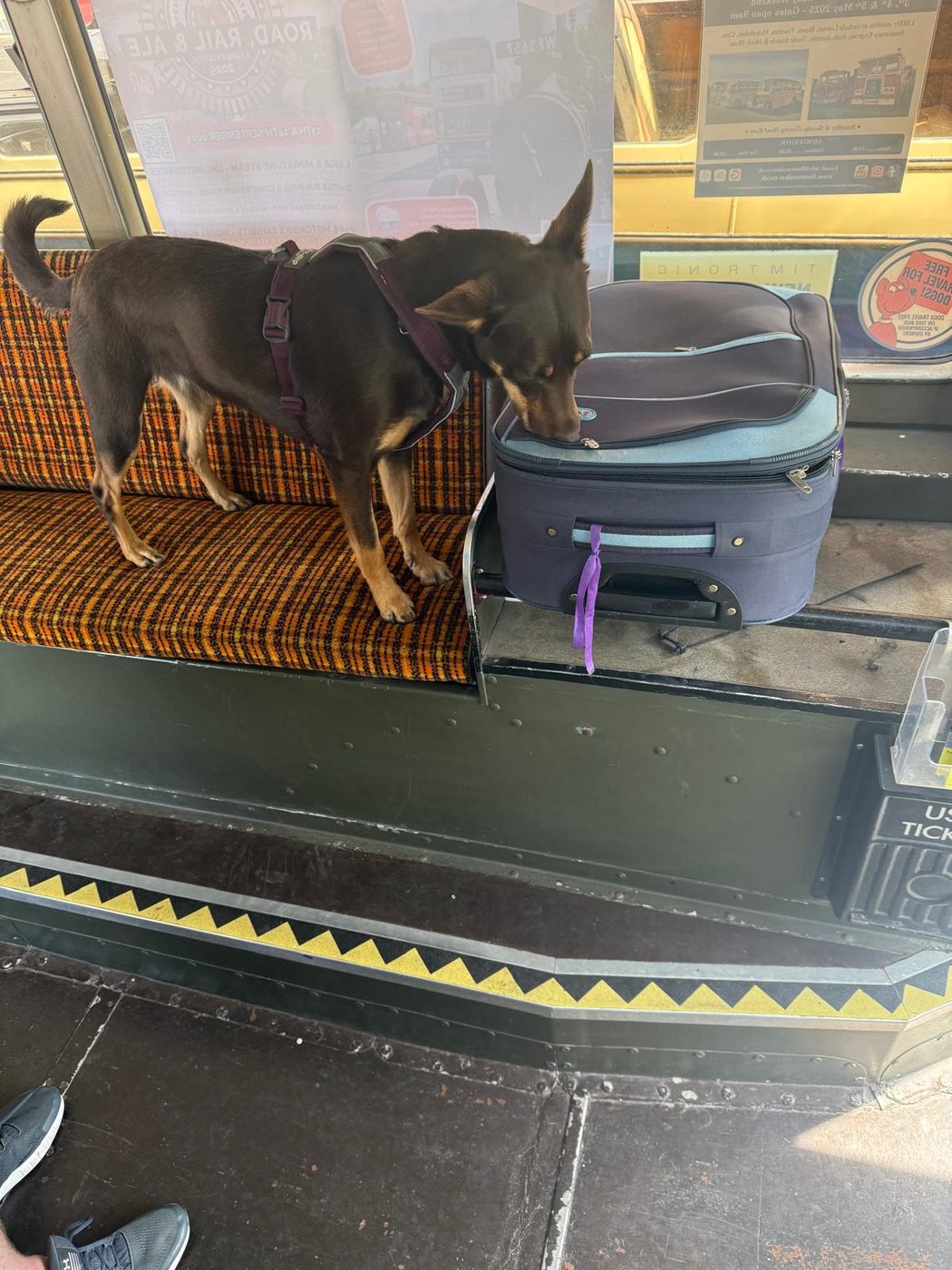 A kelpie checking a suitcase for scent on a railway station bench