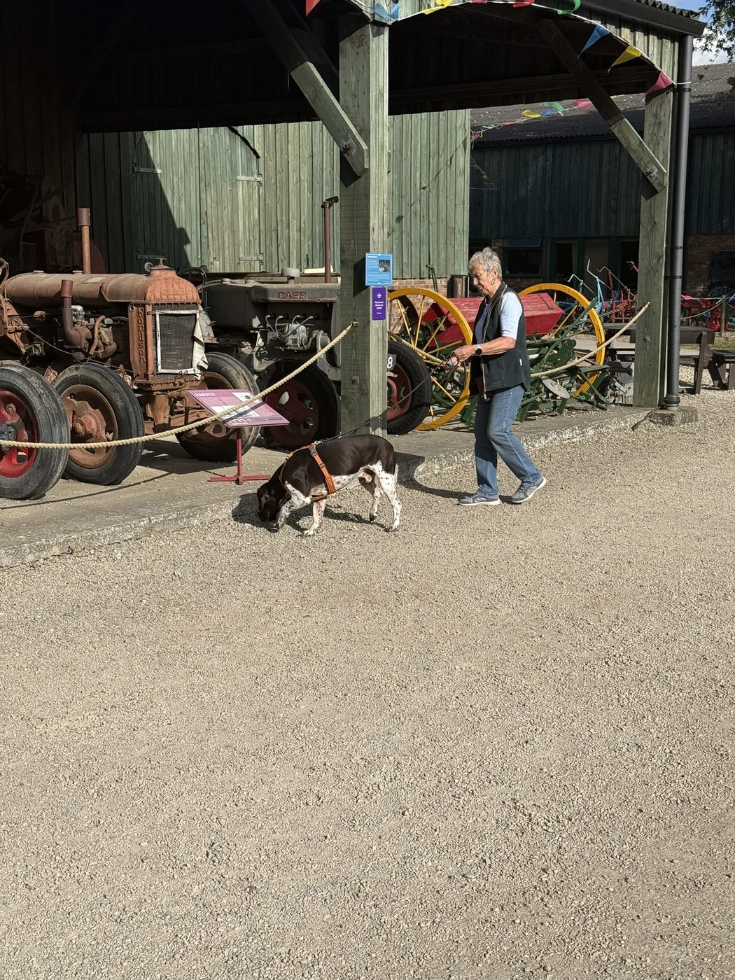 A handler and her dog searching around vintage tractors during a scent detection session